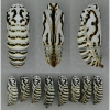 euph aurinia pupa2 volg1